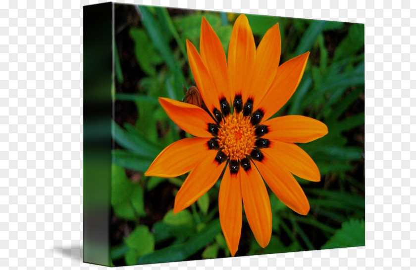 Gazania Wildflower Flora Petal Daisy Family PNG