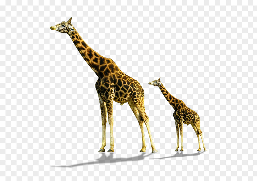 Giraffe Northern PNG