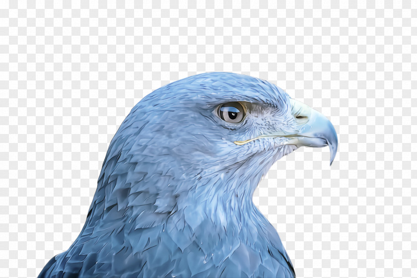 Hawk Kite Bird Beak Of Prey Eagle Blue PNG