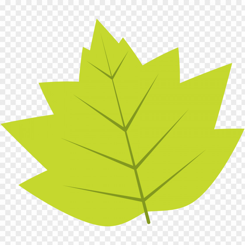 Plane Woody Plant Autumn Leaf Drawing PNG