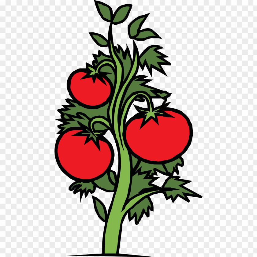 Solanum Vegetable Cherry Tree PNG