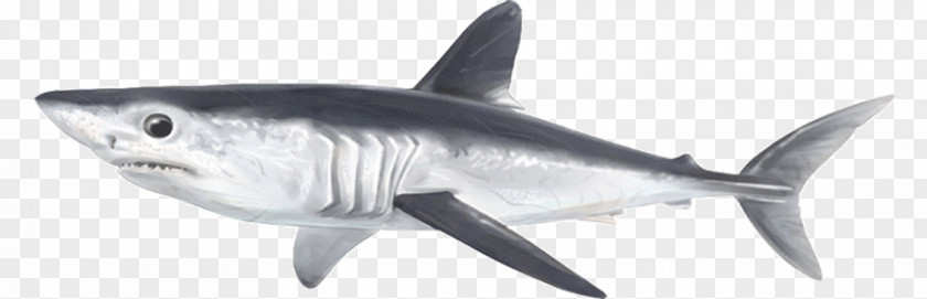 Tiger Shark Porbeagle Galeomorphii Serratolamna Squalicorax PNG