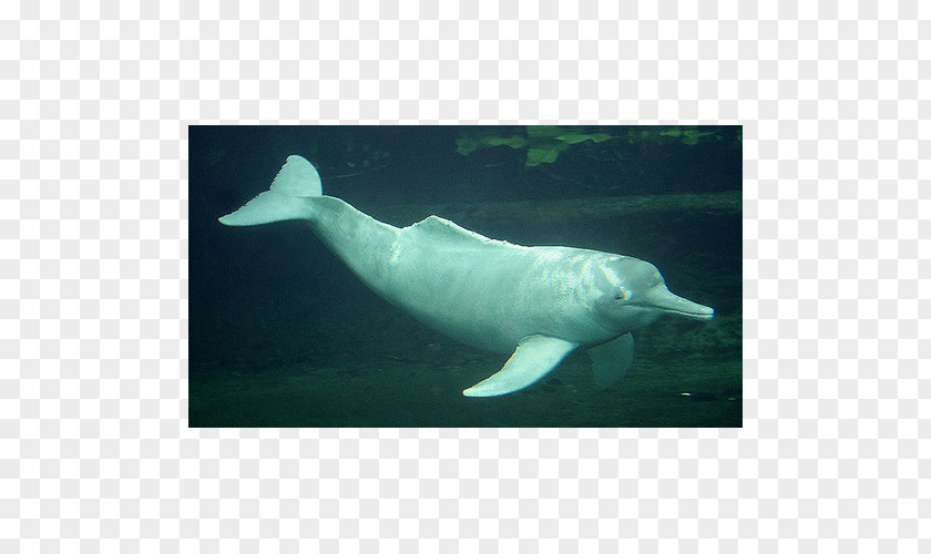 Dolphin Amazon River Porpoise PNG