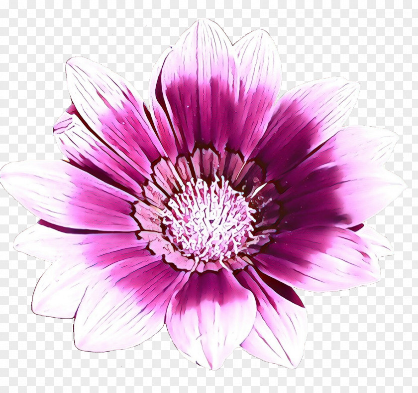 Gazania Daisy Family Flowers Background PNG