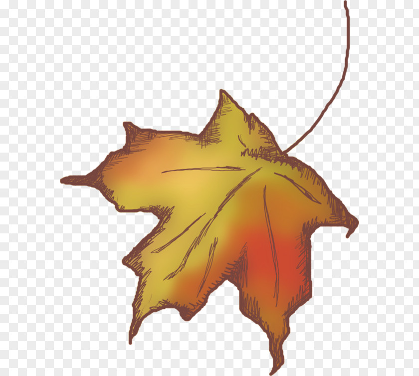 Leaf Maple Deciduous PNG