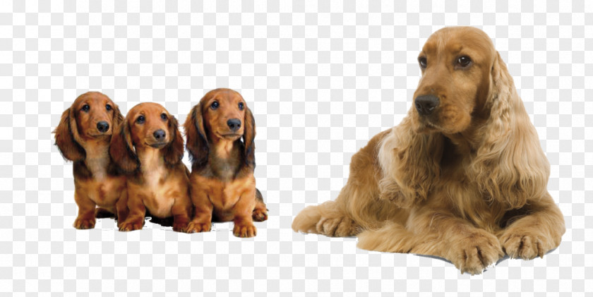 MASCOTA Irish Setter English Cocker Spaniel Field Sussex PNG