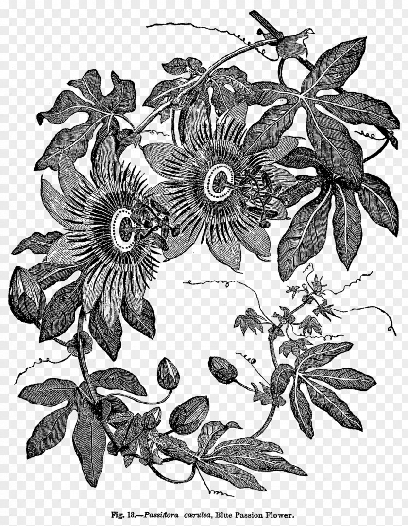 Botanical Flowers Passiflora Caerulea Wood Engraving Botany PNG