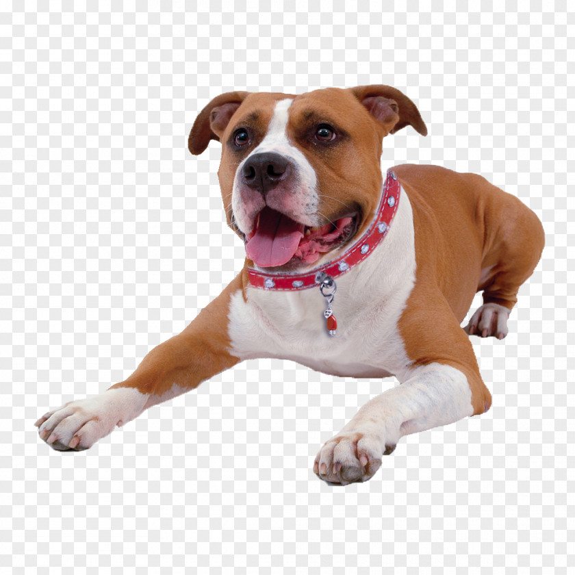 Cat Dog Breed American Pit Bull Terrier Staffordshire Crystal Healing PNG
