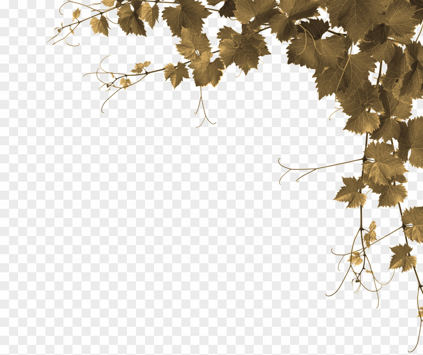 Foliage Common Grape Vine Stock Photography Desktop Wallpaper Leaves PNG