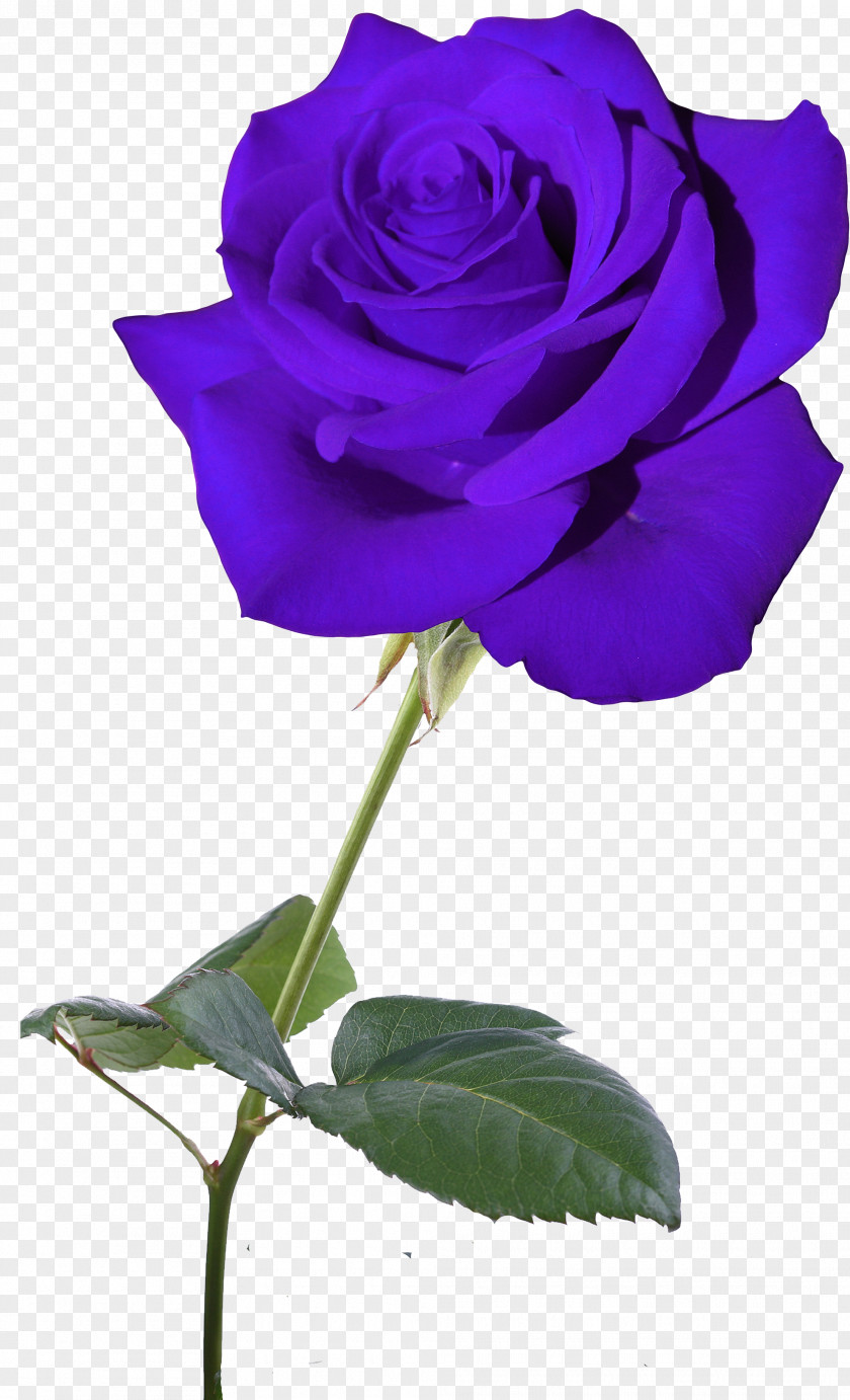 Lilac Blue Rose Garden Roses Flower Centifolia PNG