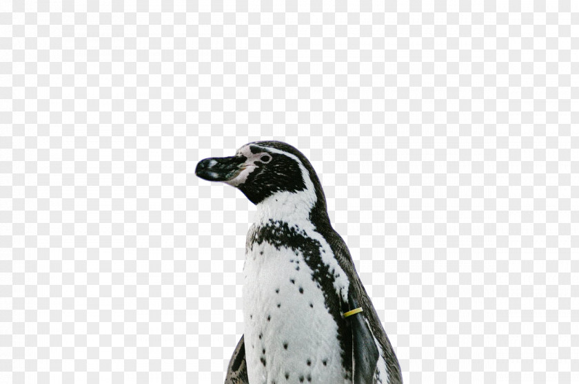 Penguins Birds Flightless Bird Beak Science PNG