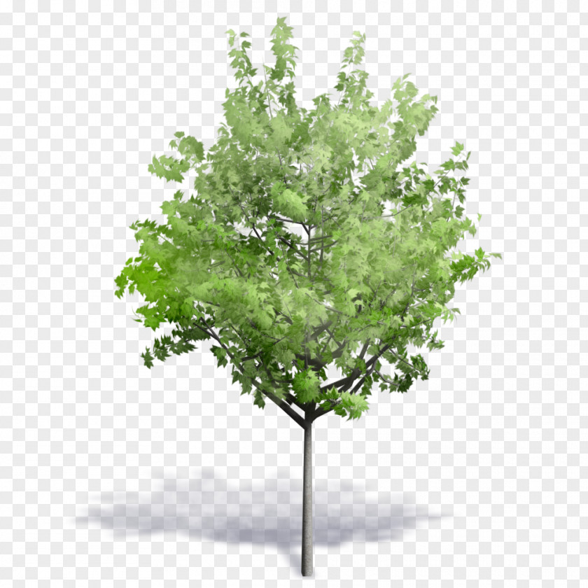 River Plant Tree Woody Building Information Modeling Autodesk Revit PNG