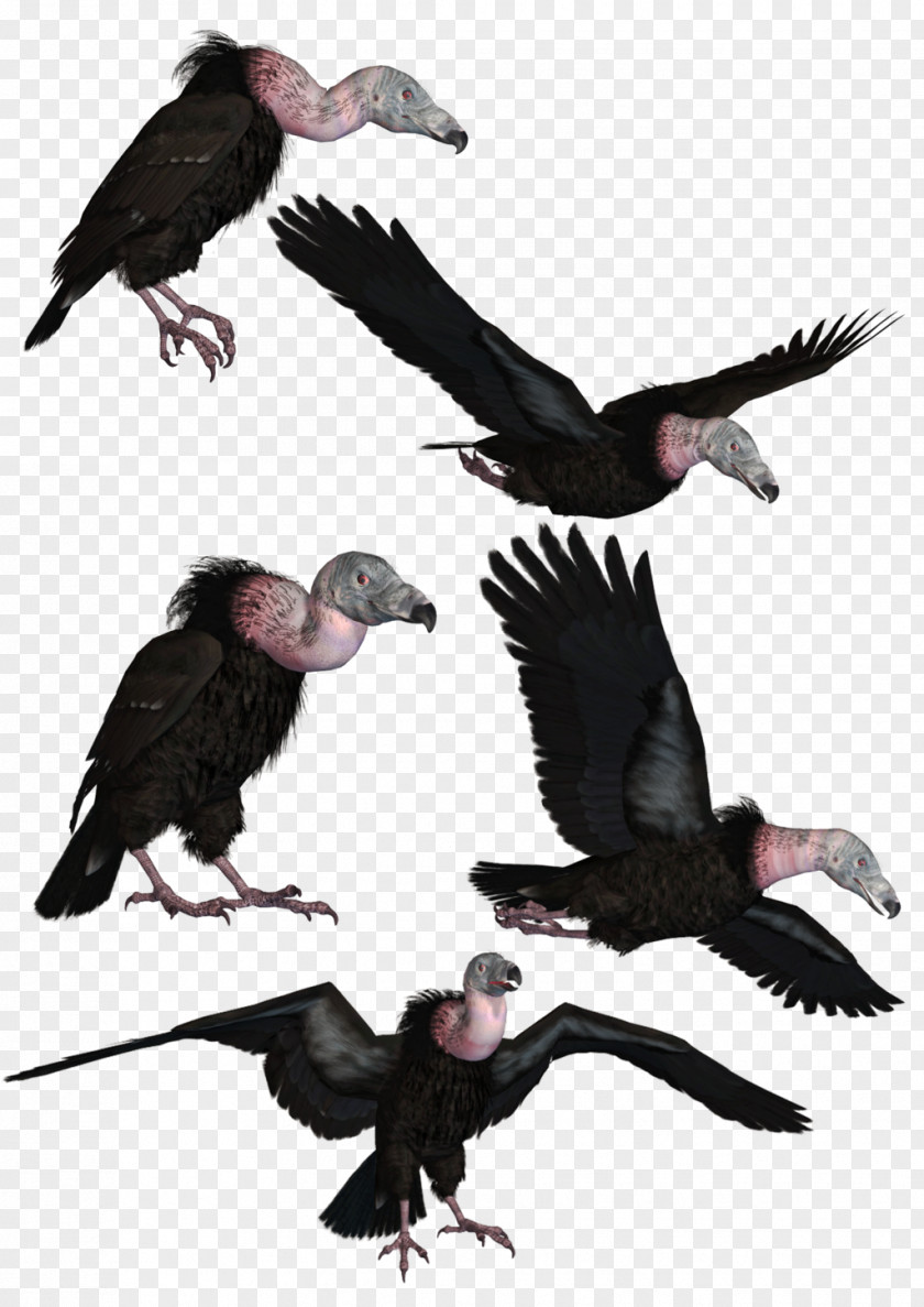 Vulture Bird Turkey Beaky Buzzard PNG