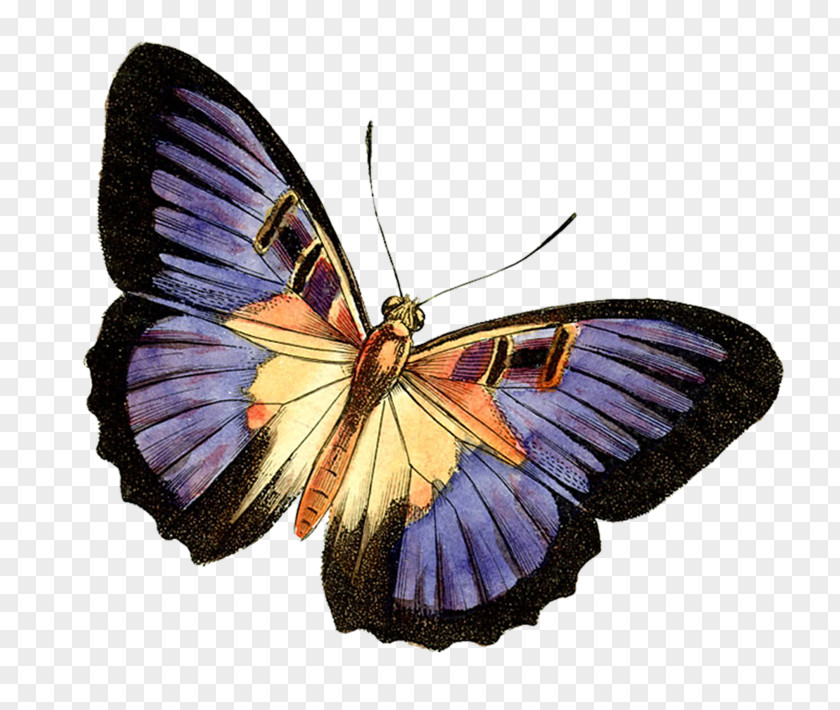 Butterfly Flower Clip Art PNG