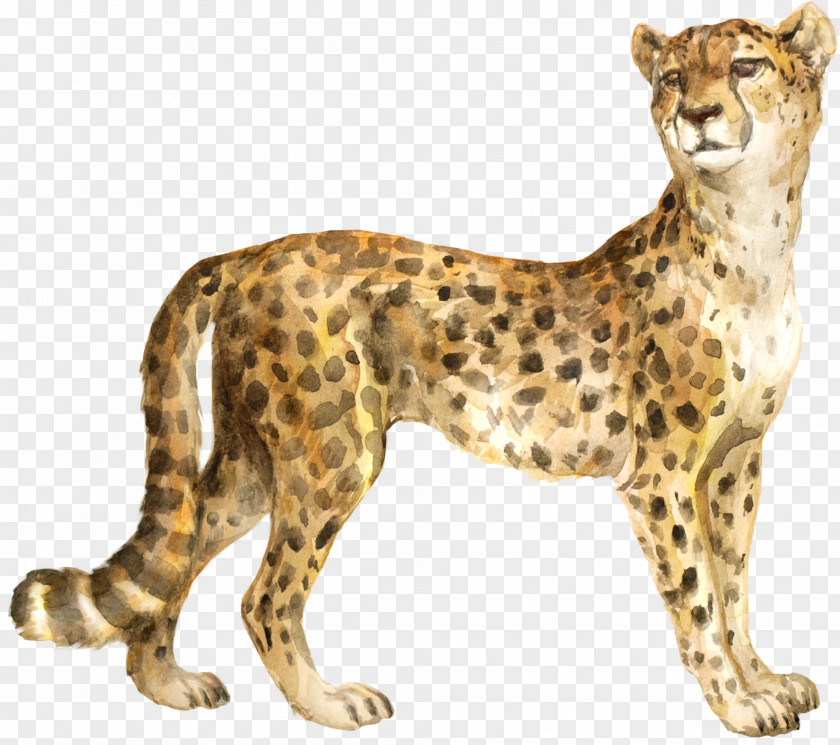 Cheetah The Bedlam Stacks Cat Felidae Cougar PNG