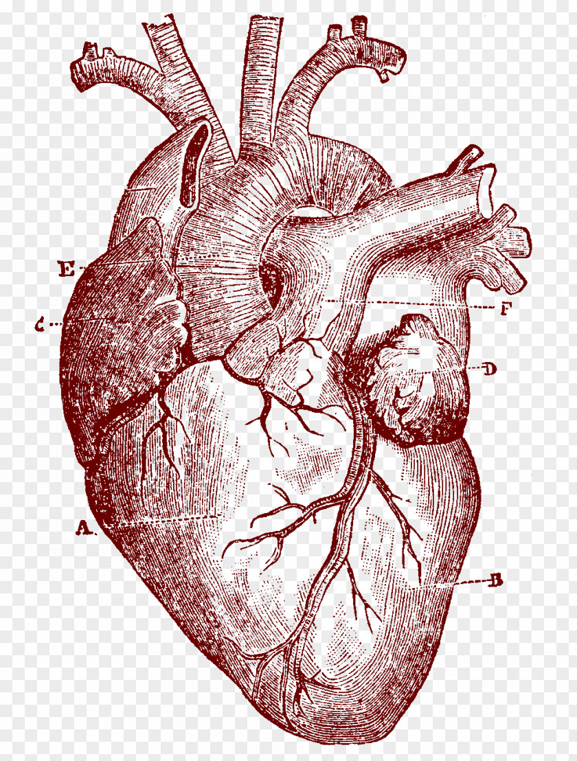 Human Heart Anatomy Body Clip Art PNG