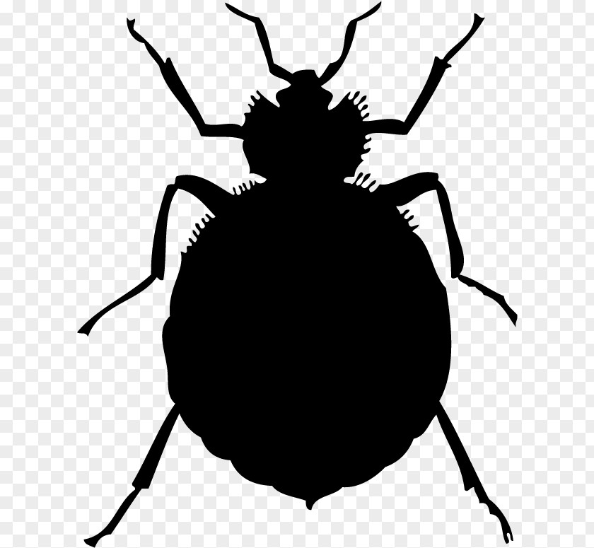 Parasite Weevil Bed Cartoon PNG