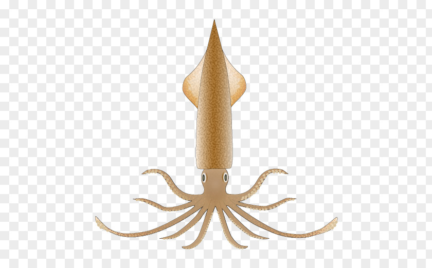 Squid Transparency And Translucency Cephalopod Clip Art Octopus Image PNG