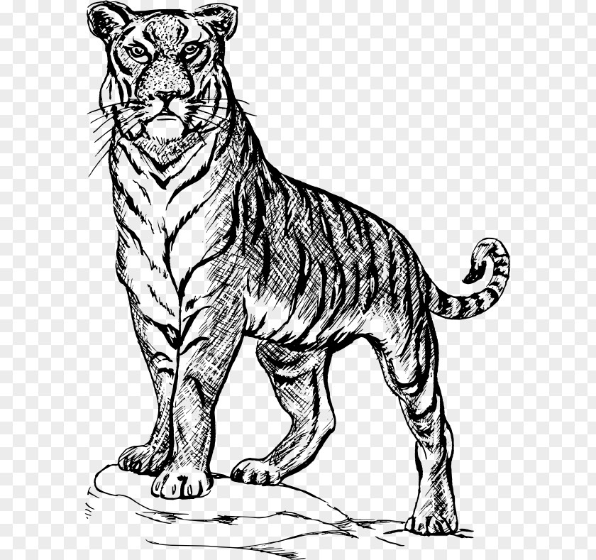 Tiger Clipart Black And White Drawing Line Art Clip PNG