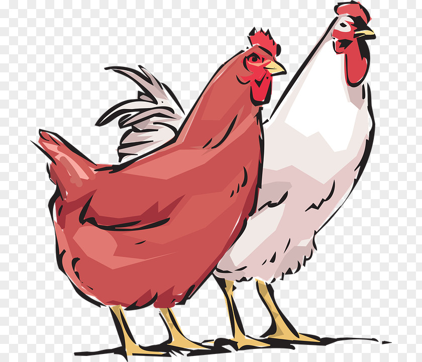 Chicken Rooster Clip Art Fowl Poultry PNG