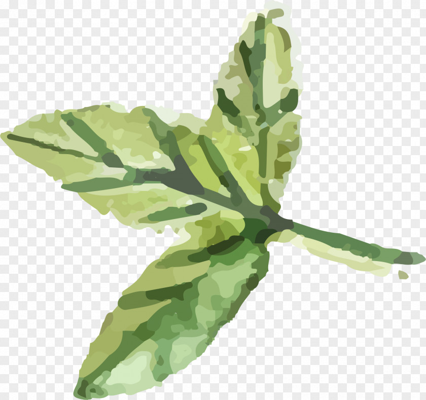 Leaf Spring Greens Herbalism Plant Stem PNG