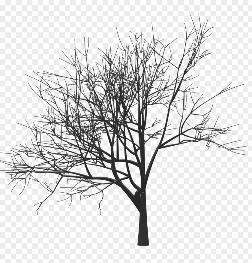 Mark Zuckerberg Tree Drawing Woody Plant Twig Monochrome PNG
