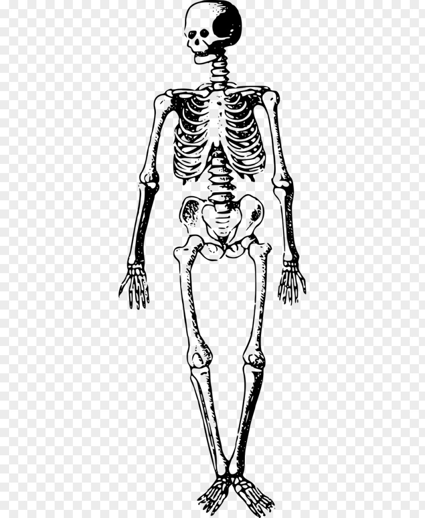 Skeleton Human T-shirt Clip Art PNG