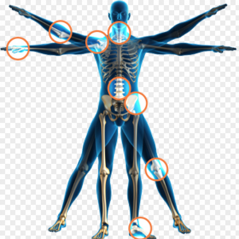 Skeleton Physical Therapy Health Spinal Adjustment Human Body PNG