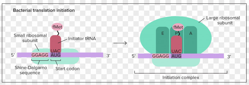 Translation RNA Polipeptide Cell Transcription Preinitiation Complex PNG