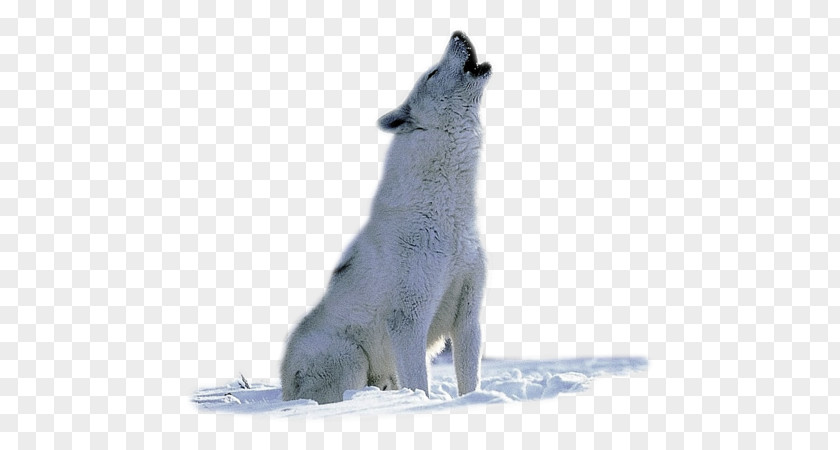 Arctic Fox Wolf Animal Wildlife PNG