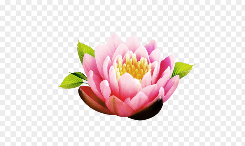 Lotus Flower Icon PNG