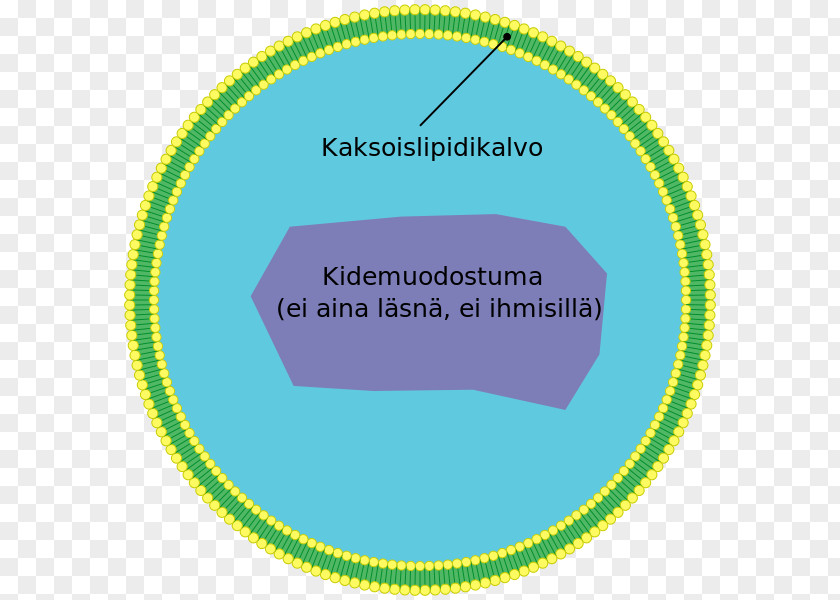 Millepede Peroxisome Cell Very Long Chain Fatty Acid Organelle Biological Membrane PNG