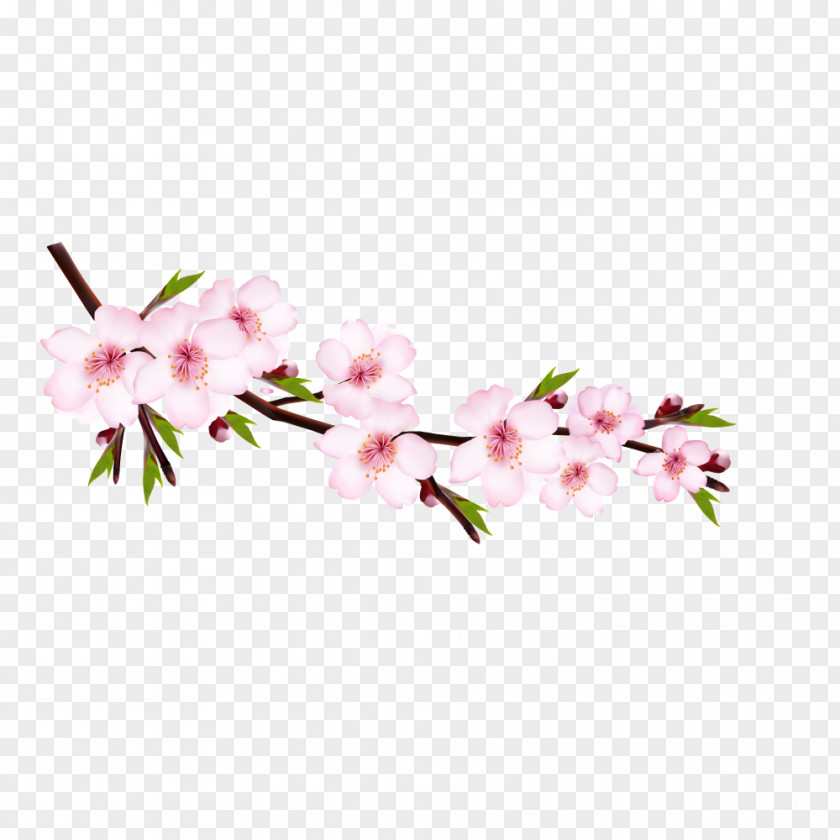 Peach Blossom Vector Graphics Cherry Illustration Royalty-free Clip Art PNG