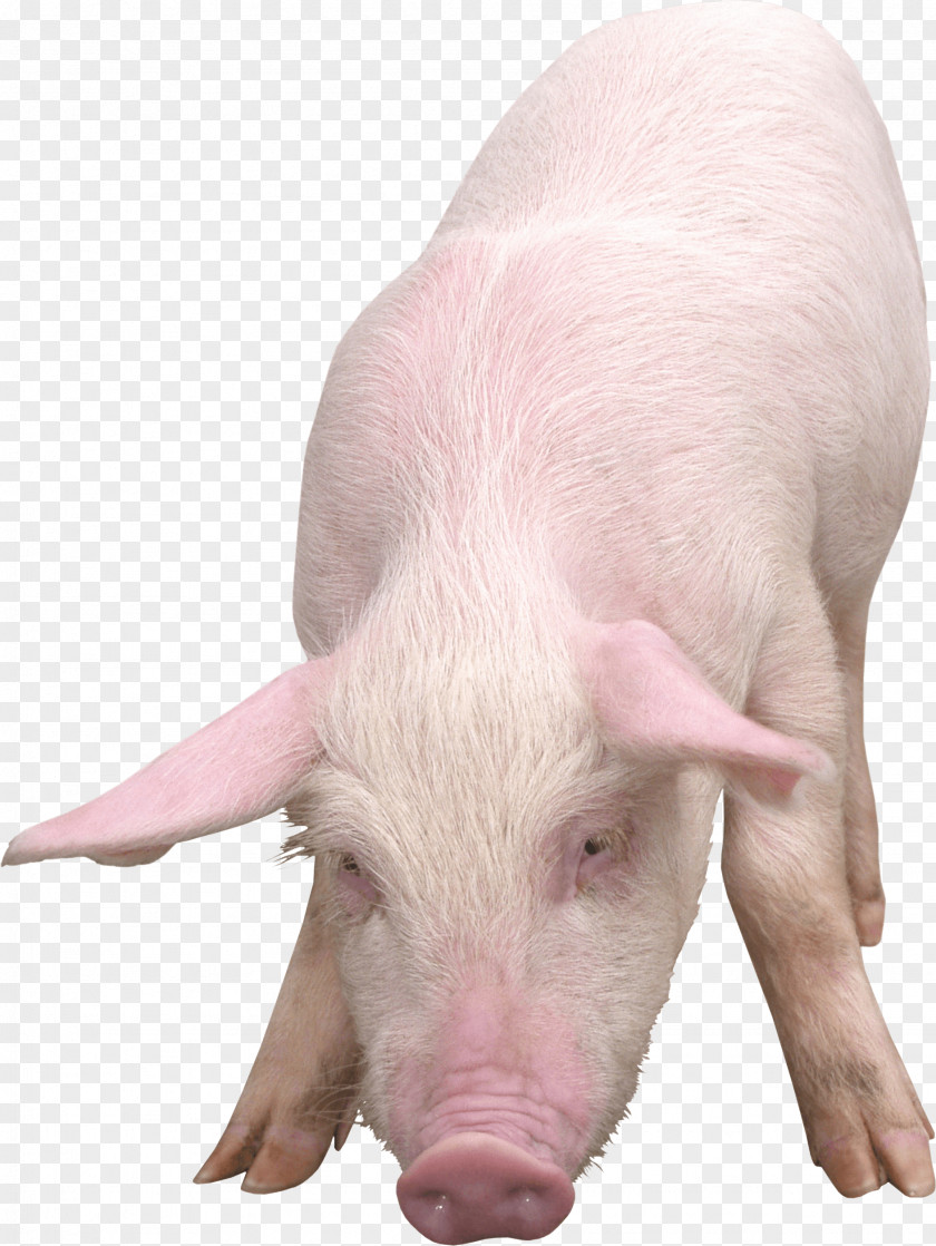 Pig Image Domestic Clipping Path PNG