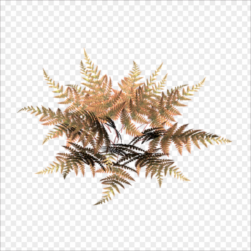 Grass Leaf Download Clip Art PNG