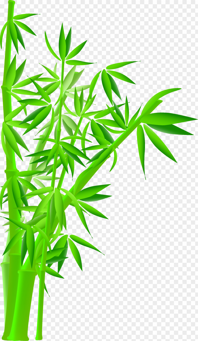 Green Bamboo Royalty-free Stock Photography Illustration PNG