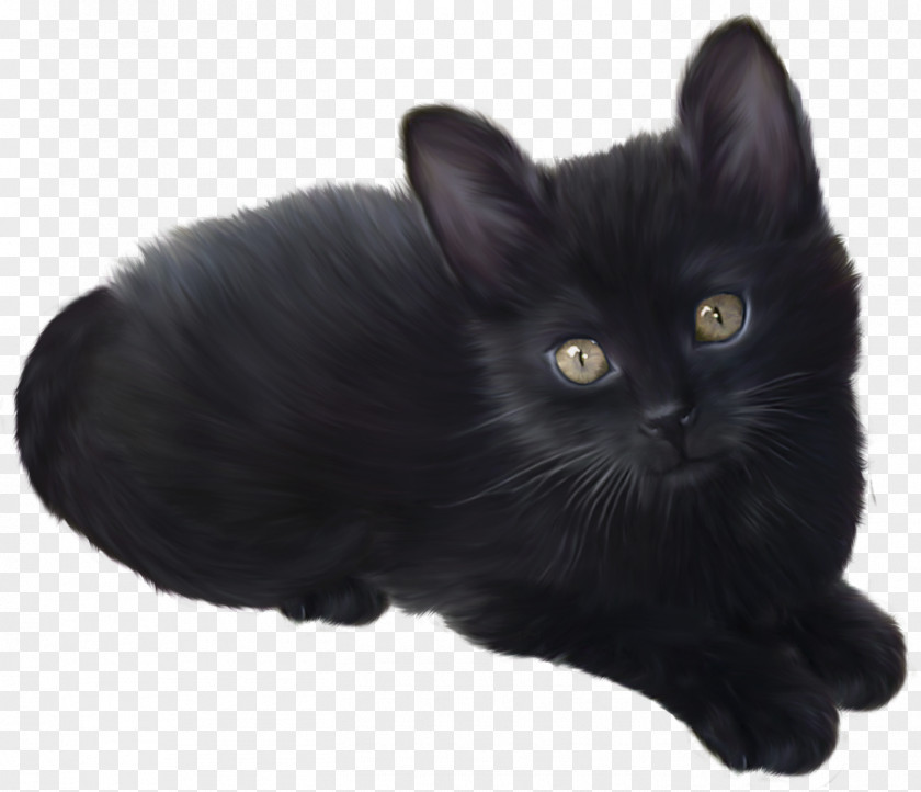 Kitten Munchkin Cat Persian Clip Art PNG