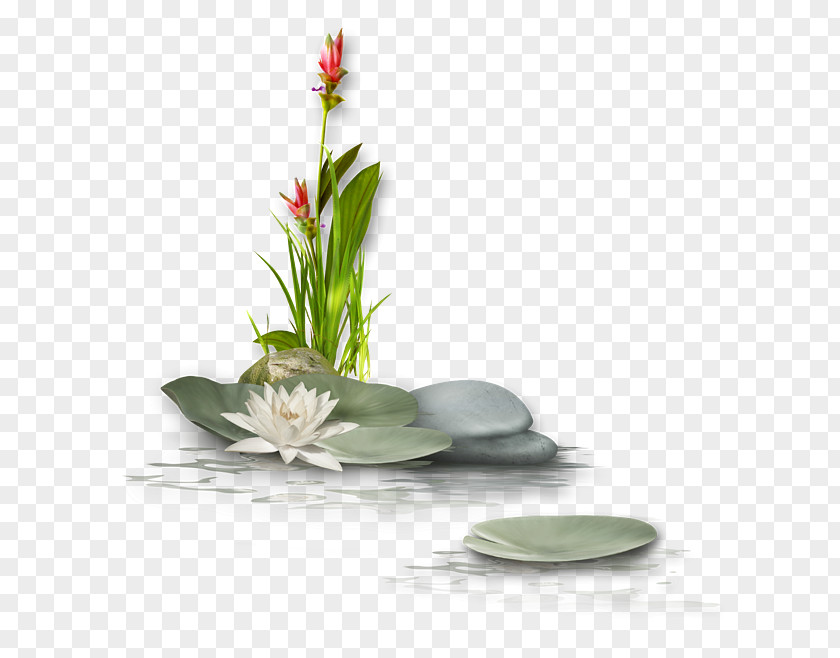 Lotus With Stone Nelumbo Nucifera Download Flower PNG