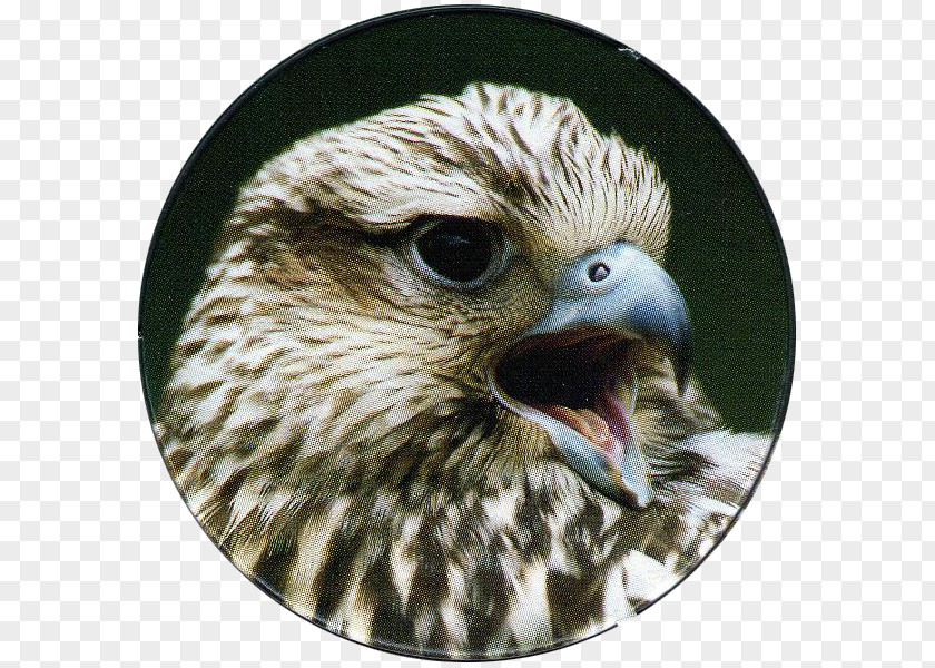 Bird Hawk Of Prey Saker Falcon PNG