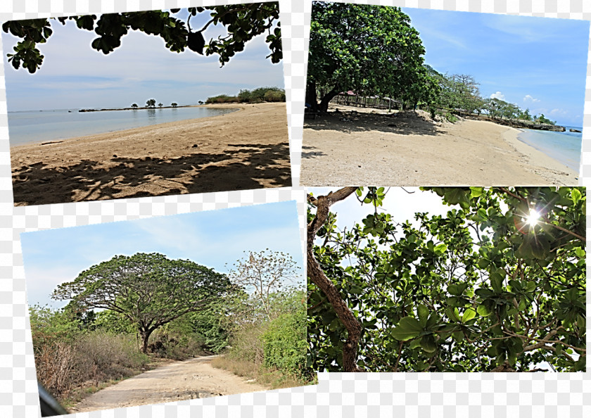 Manila Jeepney Cape Santiago Burot Beach Vegetation Family PNG