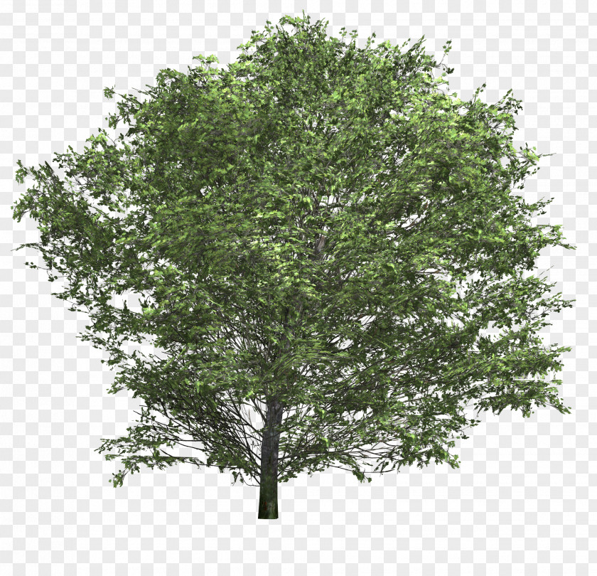 Bushes Shrub Tree PNG