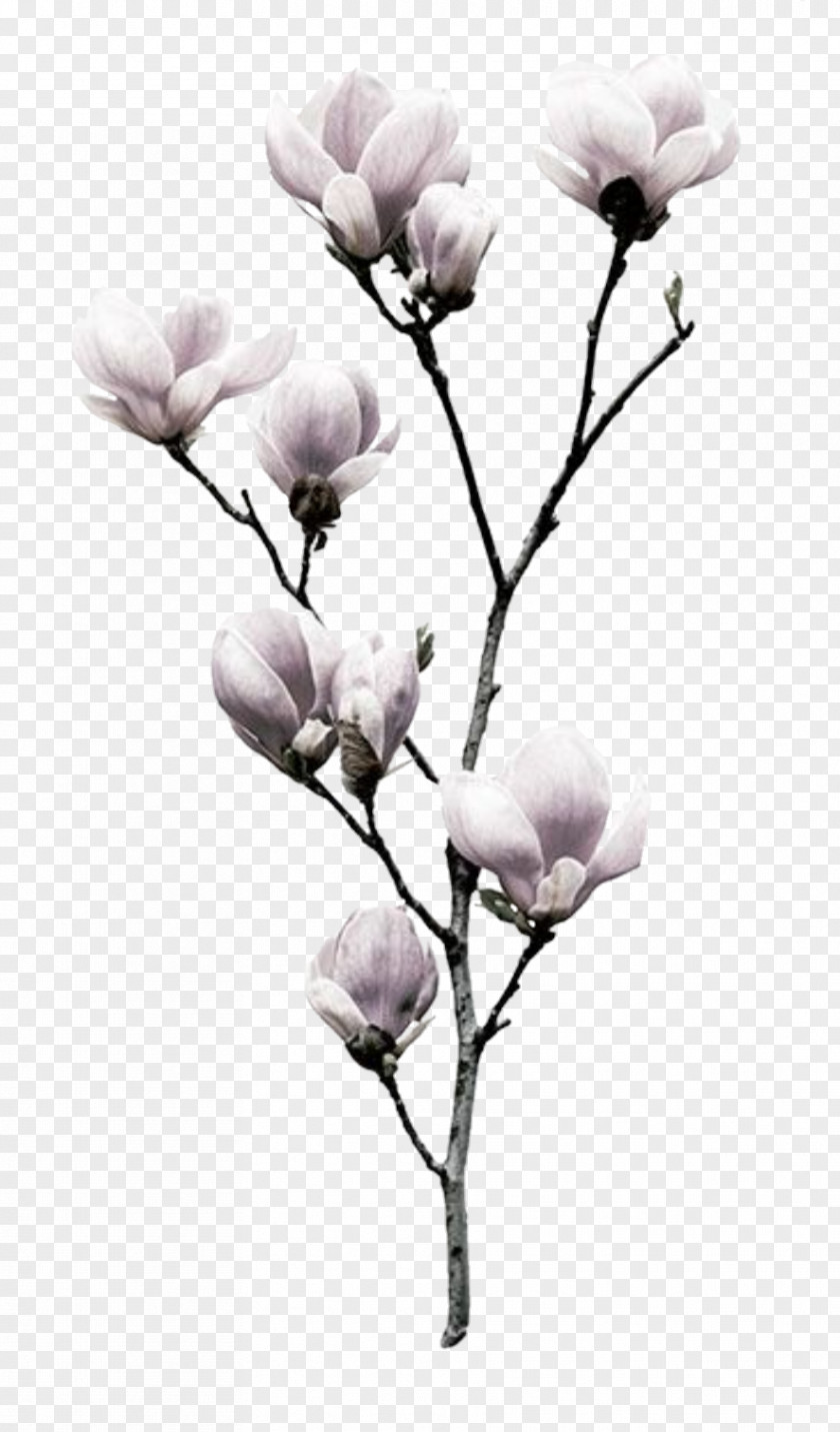 Flower Southern Magnolia Nelumbo Nucifera Liliiflora Printing PNG
