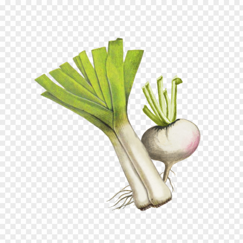 Food Scallion Vegetable Leek Welsh Onion Plant Radish PNG