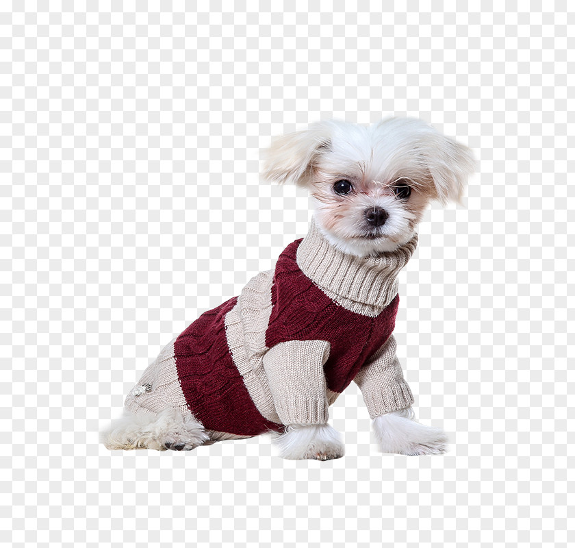 Puppy Dog Breed Havanese Companion Clothes PNG