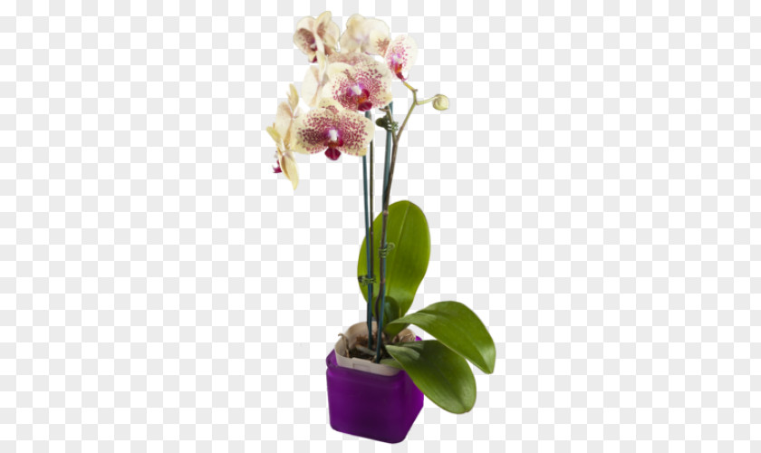 Purple Moth Orchids Yellow Cut Flowers PNG
