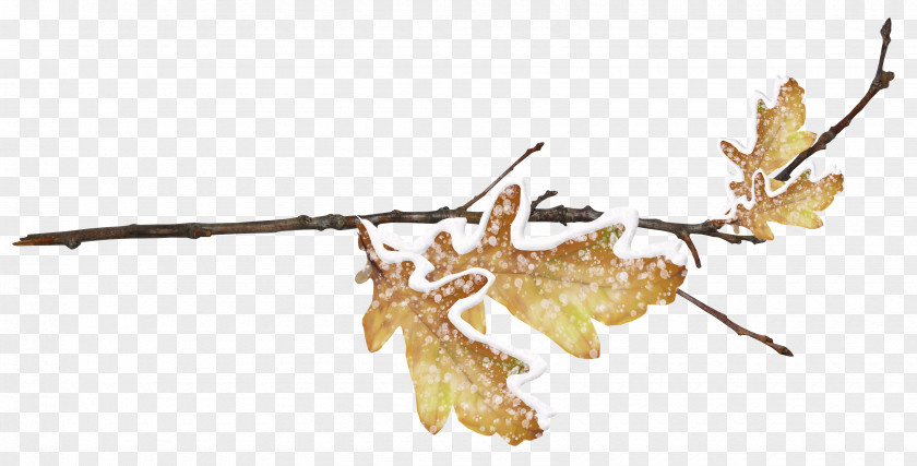 Snow Leaves And Twigs Branch Leaf Twig PNG