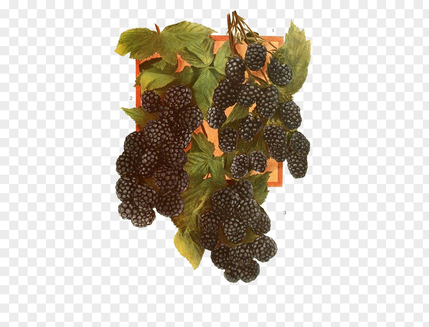 Purple Black Raspberry Boysenberry Red Fruit Tayberry PNG