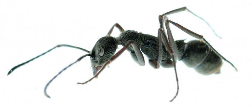 Ants Black Carpenter Ant Insect Cockroach Pest Control PNG