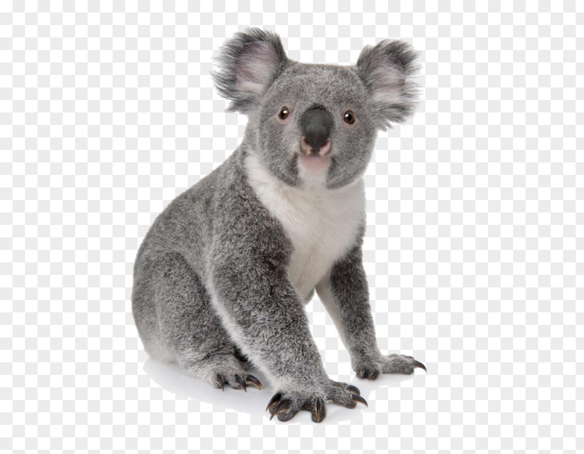 Koala Learn To Draw Zoo Animals: Step-by-step Instructions For More Than 25 Animals Bear Amazon.com PNG