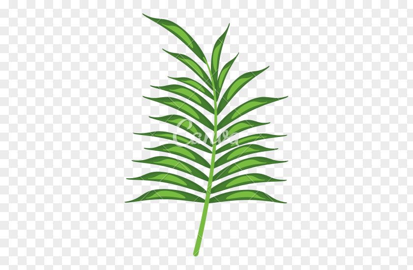 Tropical Leaf Drawing PNG
